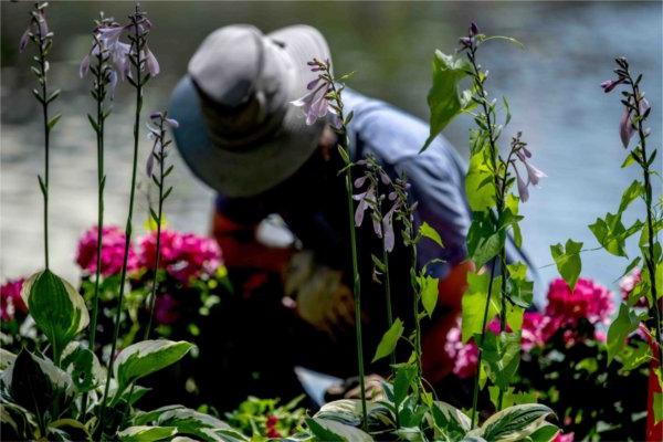  A person wearing a hat kneels among purple flowers as they weed a garden near a pond.